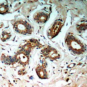14-3-3 ζ (Phospho-Ser58) Antibody