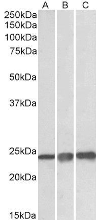 PRDX1 Antibody