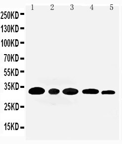 Aquaporin 3/AQP3 Rabbit Polyclonal Antibody