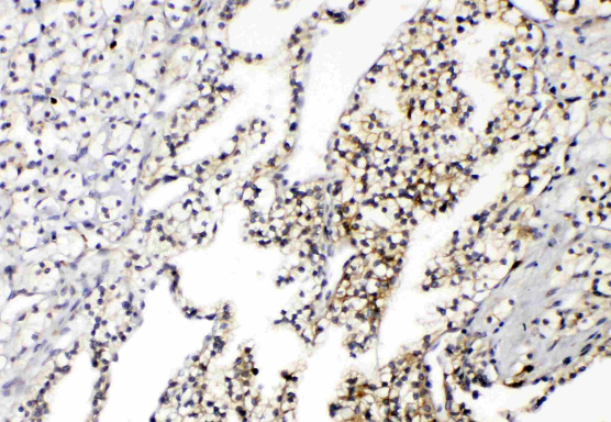 Aquaporin 3/AQP3 Rabbit Polyclonal Antibody