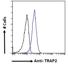 TRAP2/Proteasome subunit 26S Antibody