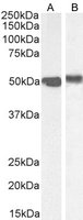 FOXA1/HNF3A Antibody