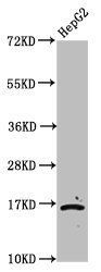 HIST1H3A Antibody