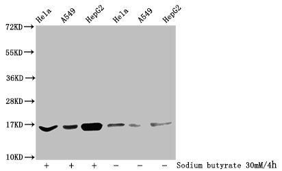 HIST1H3A Antibody