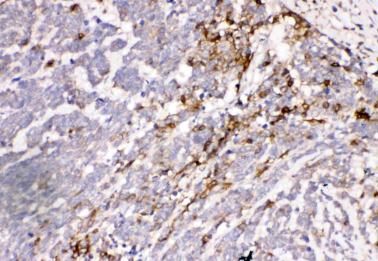 Aquaporin 3/AQP3 Rabbit Polyclonal Antibody