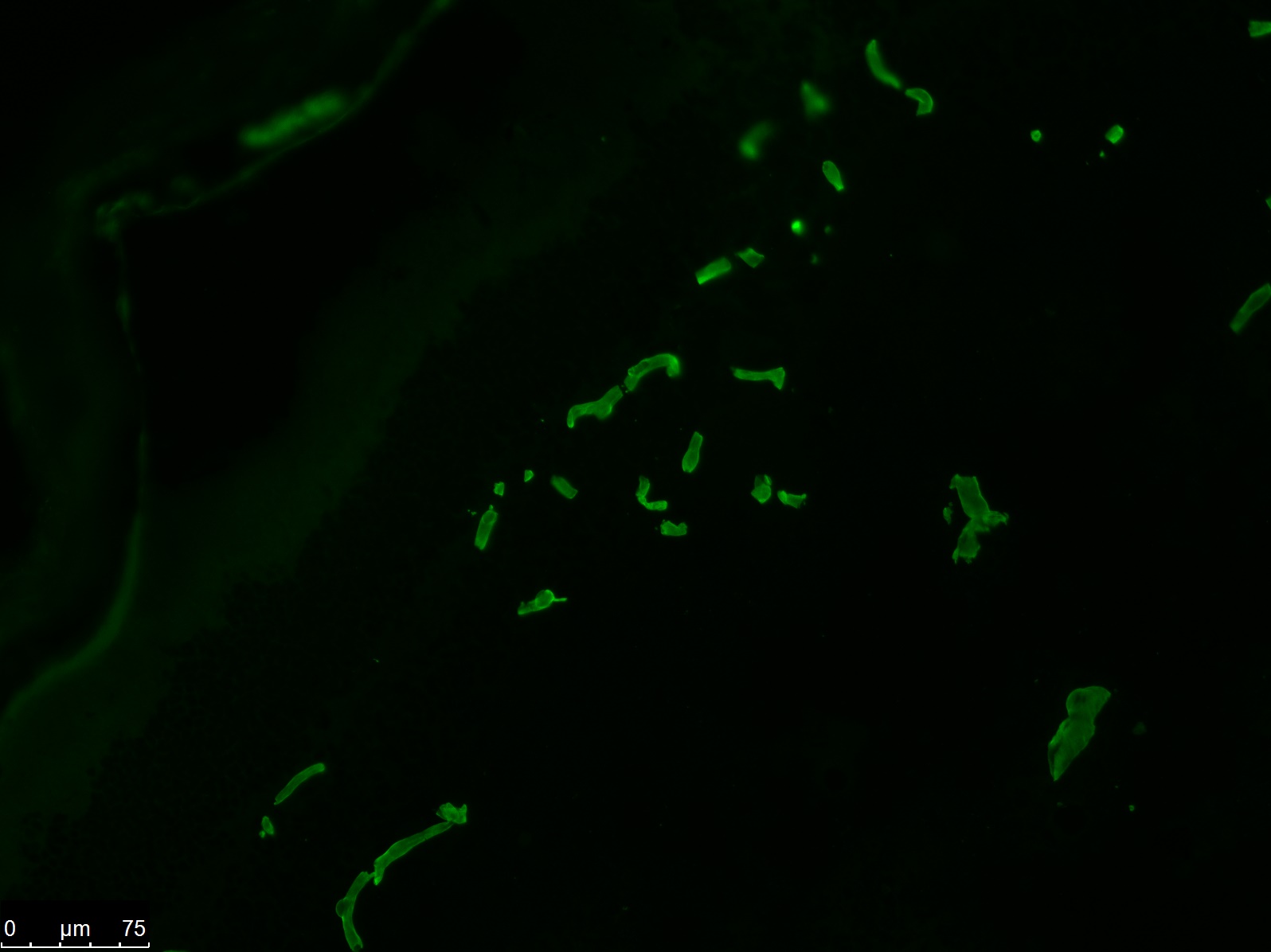 Rat Heparan Sulphate Proteoglycan Antibody