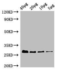 rpsB Antibody (HRP)