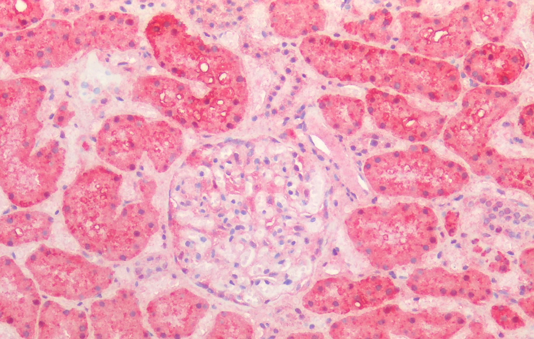 HSP60/HSPD1 (aa333-344) Antibody