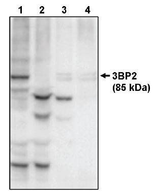 Sheep Mouse 3BP2 (SH3 Binding Protein 2) Antibody