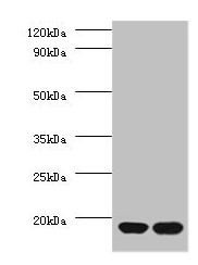 RPS13 Antibody