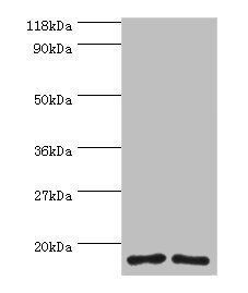 RPS16 Antibody