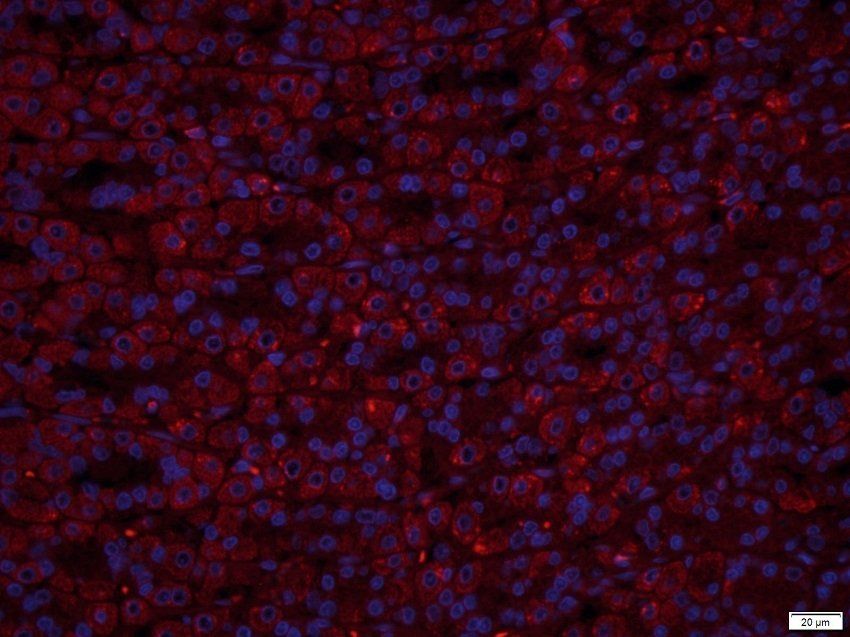 TACD2 Rabbit Polyclonal Antibody