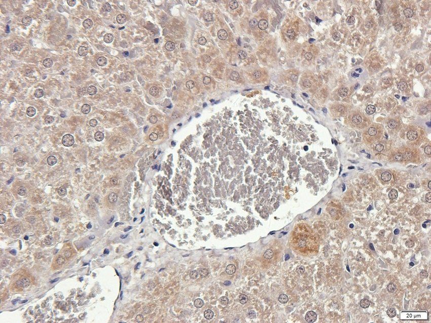 INHBE Rabbit Polyclonal Antibody