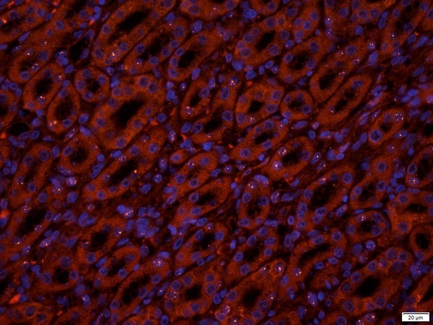 INHBE Rabbit Polyclonal Antibody