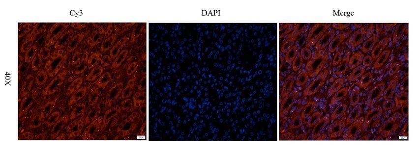 INHBE Rabbit Polyclonal Antibody