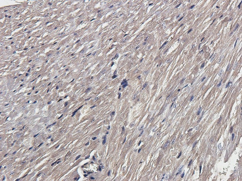 INHBE Rabbit Polyclonal Antibody