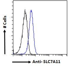 Goat anti-SLC7A11 Antibody