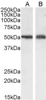 Goat anti-SLC7A11 Antibody