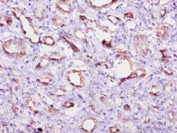 EIF4EBP2 Antibody