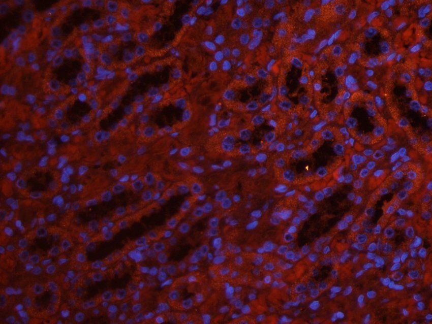 5-OxoETE Rabbit Polyclonal Antibody