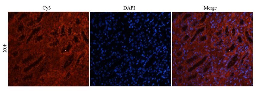 5-OxoETE Rabbit Polyclonal Antibody