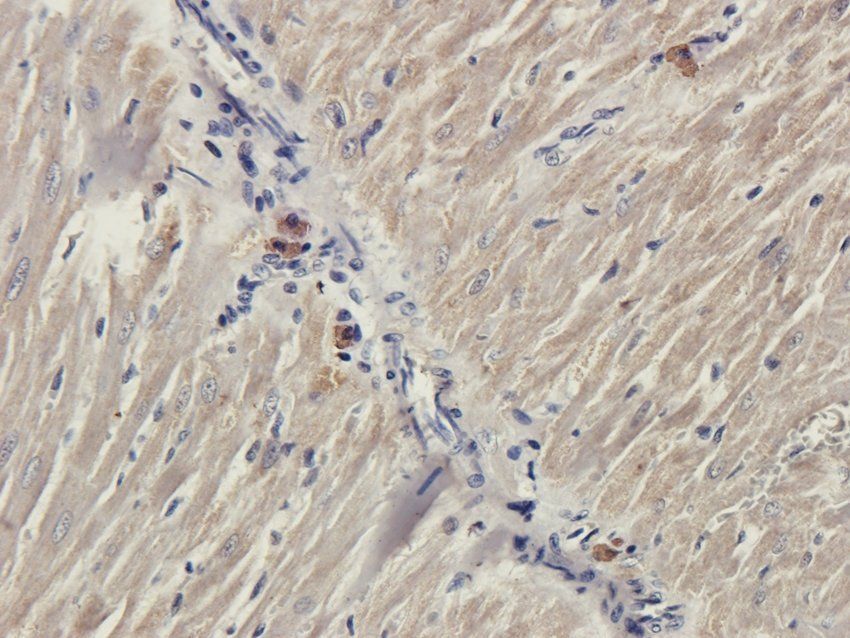 5-OxoETE Rabbit Polyclonal Antibody