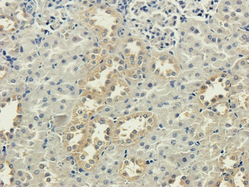 5-OxoETE Rabbit Polyclonal Antibody