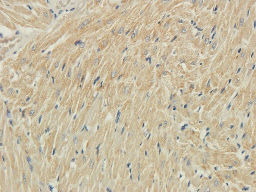 5-OxoETE Rabbit Polyclonal Antibody