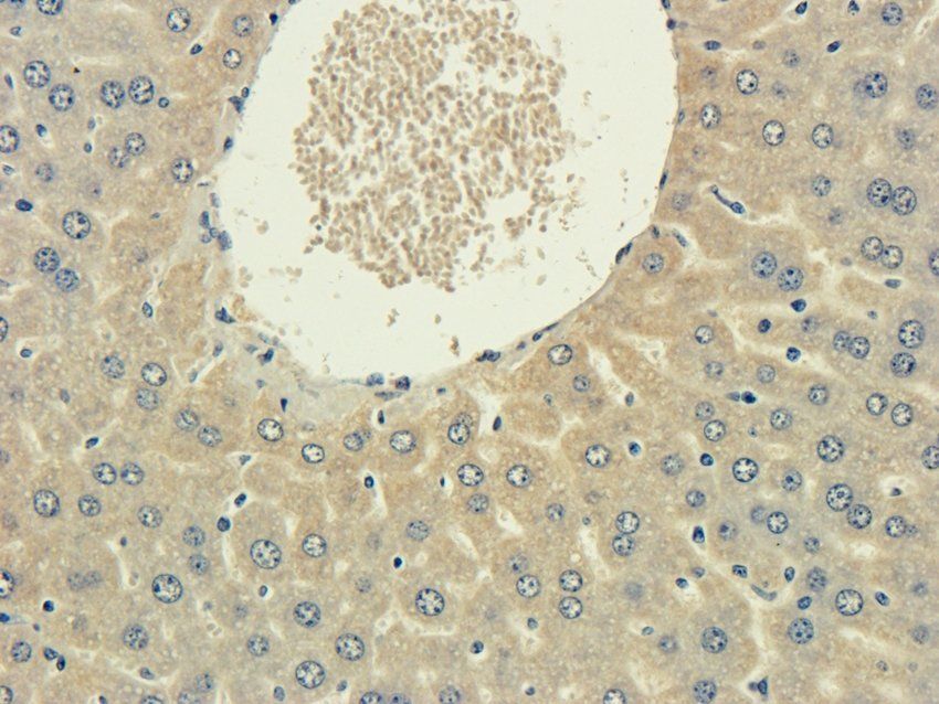 5-OxoETE Rabbit Polyclonal Antibody