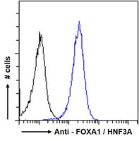 FOXA1/HNF3A Antibody