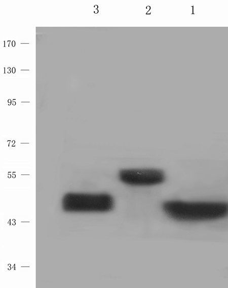 5-HT2B Receptor Rabbit Polyclonal Antibody