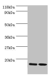 RPL27 Antibody