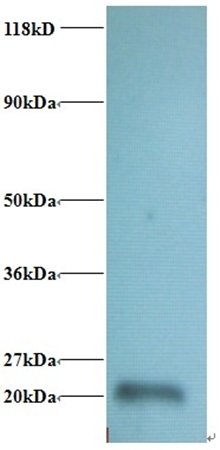 RPL36AL Antibody (HRP)