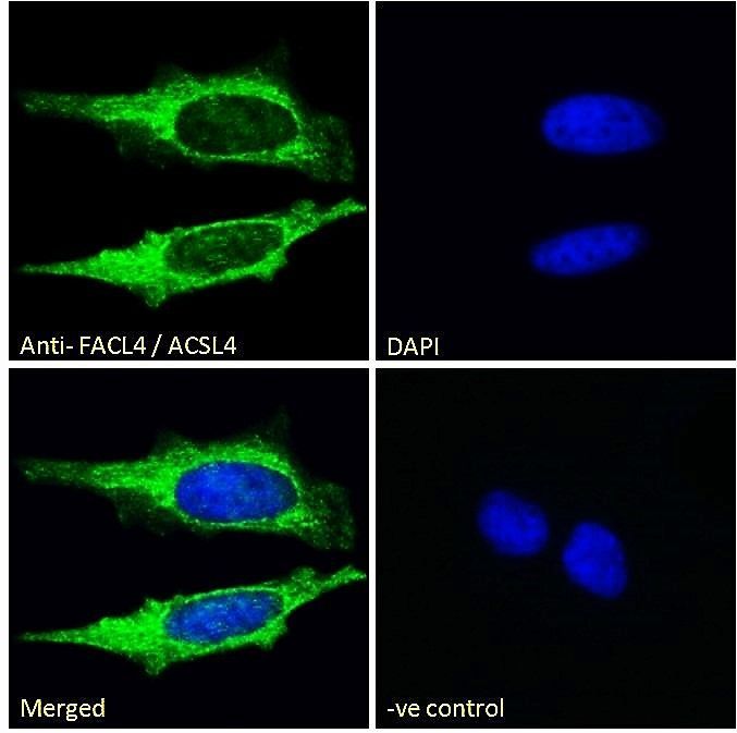 FACL4/ACSL4 Antibody