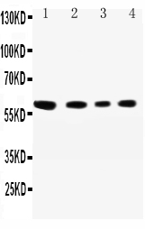 SynCAM/CADM1 Rabbit Polyclonal Antibody