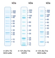 UNveil Unstained Protein Ladder