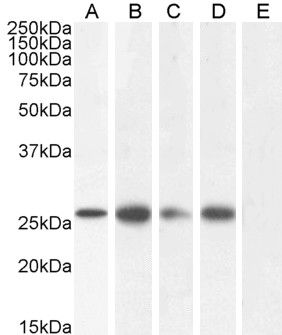 GJB2/Connexin 26 Antibody