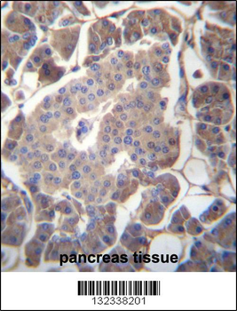 GP2 Antibody (N-term)