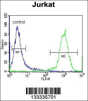 HJURP Antibody (C-term)