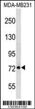 RMI1 Antibody (N-term)