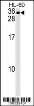 MS4A7 Antibody (Center)
