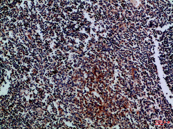 CD70 Polyclonal Antibody