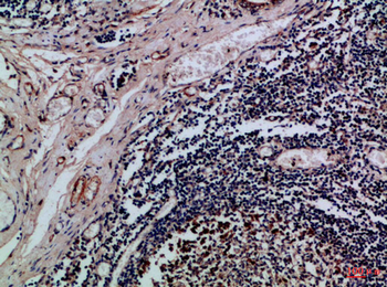 Integrin αE Polyclonal Antibody