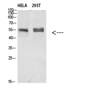 Tubulin α Polyclonal Antibody