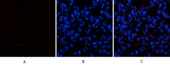 Caspase-1 Polyclonal Antibody