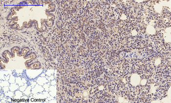 Caspase-1 Polyclonal Antibody
