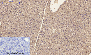 Caspase-1 Polyclonal Antibody