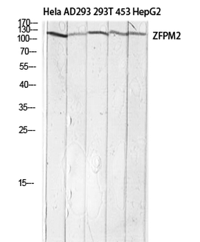FOG-2 Polyclonal Antibody