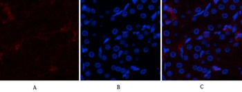 p300 Polyclonal Antibody