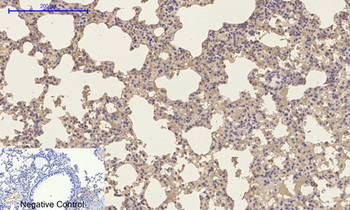 p300 Polyclonal Antibody